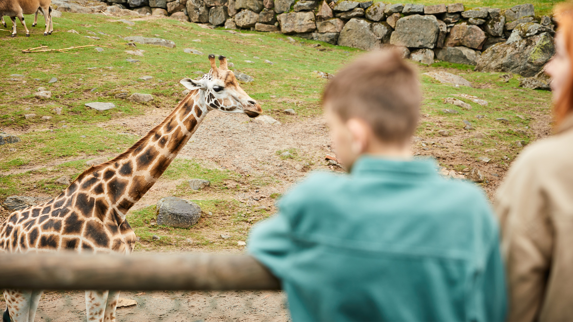 Giraff på Borås Djurpark