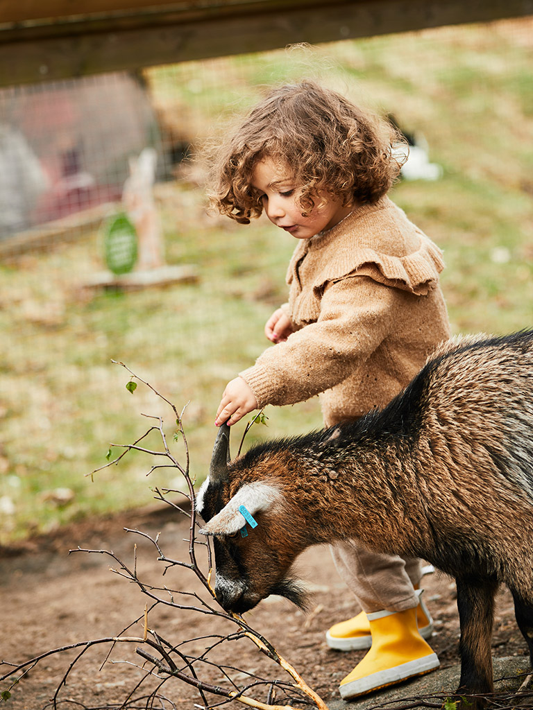 En liten tjej klappar en get
