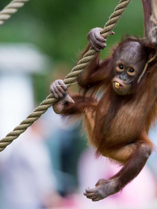 En schimpans hänger i ett rep