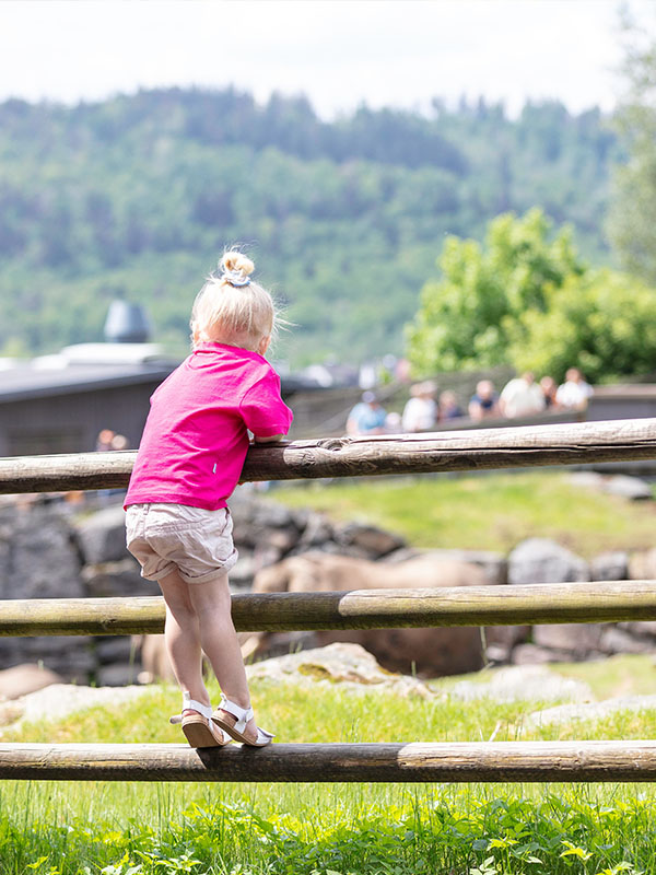 Flicka spanar ut över savannen på borås djurpark