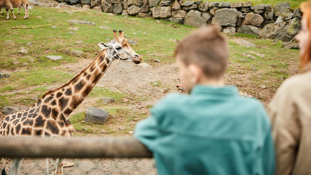 Pojke tittar på en giraff