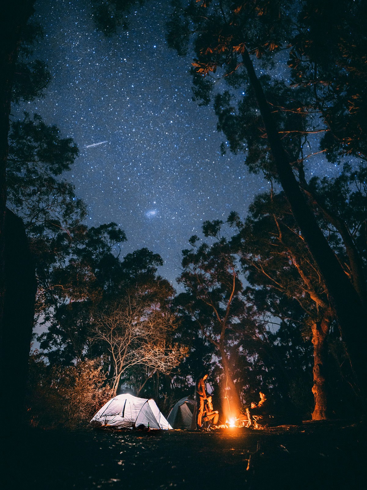 Tält i skogen under stjärnhimmel.