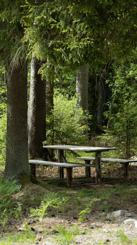 Ett bord med bänkar i skogen