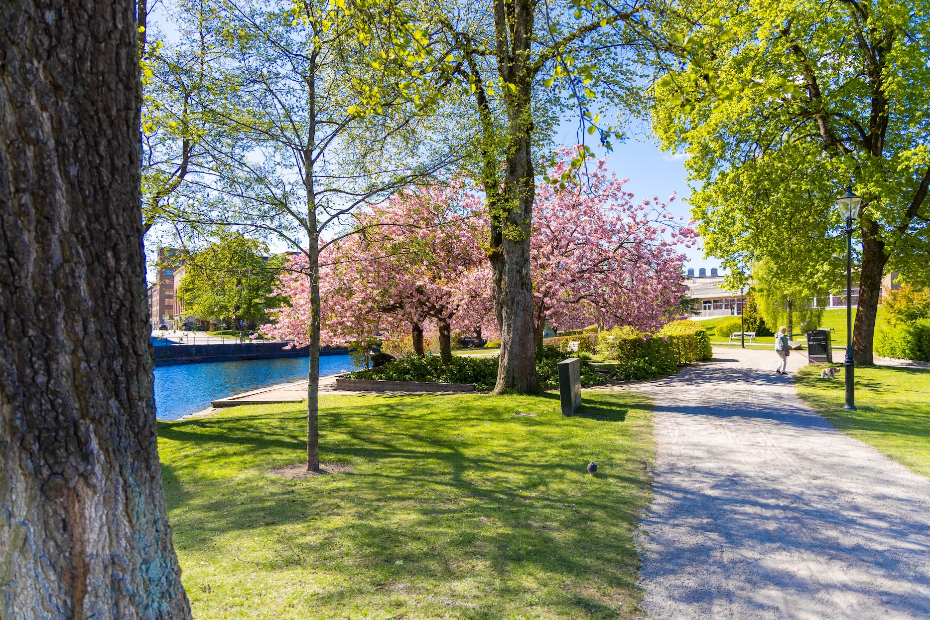 Ett körsbärsträd i en park.