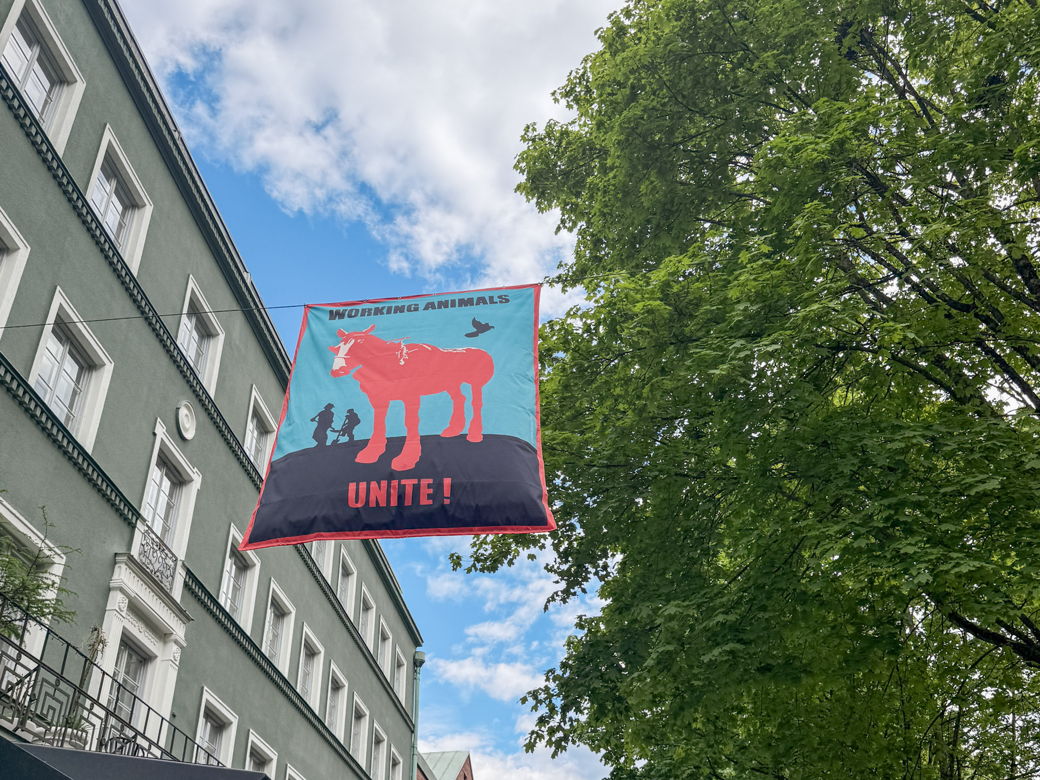 En flagga med en ko på i Borås stadskärna.